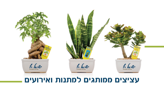 עציצים ממותגים, עציצים למתנות, מתנות לטו בשבט,