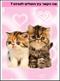 מה הקשר בין חתולים לזוגיות ?
