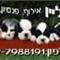 רועי  קליין אילוף מספרה פנסיון