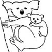Koalababy
