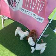 קוקוס