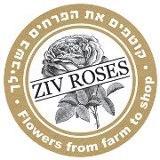 ziv roses משק זיו