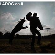 LADOG SAFE DOG  פנסיון מכירת כלבים מאולפים מספרה ואילוף כלבים