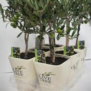 TERRACE COLLECTION