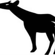 Okapi