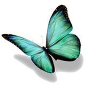 GO-WILD טיולים מיוחדים בחו"ל