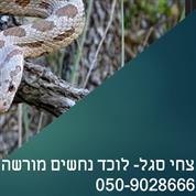 צחי סגל לוכד נחשים