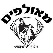 מאולפים- אילוף כלבים מקצועי