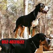 All Dogs Israel - ייעוץ תזונה והתנהגות לכלבים