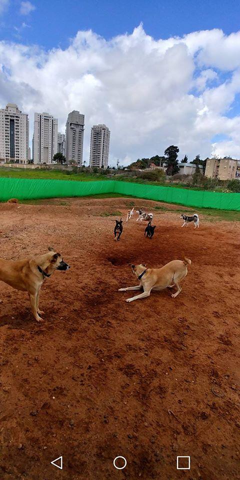 עמוס יוגב פנסיון ללא כלובים מאלף כלבים מוסמך