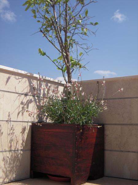 אדניות עץ