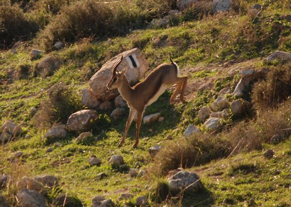 טיולי ג'יפים ספארי לקראת שקיעה