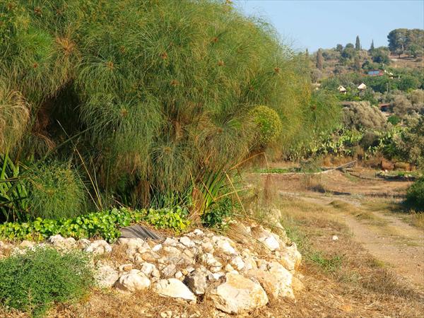 מערכות טיהור שפכים