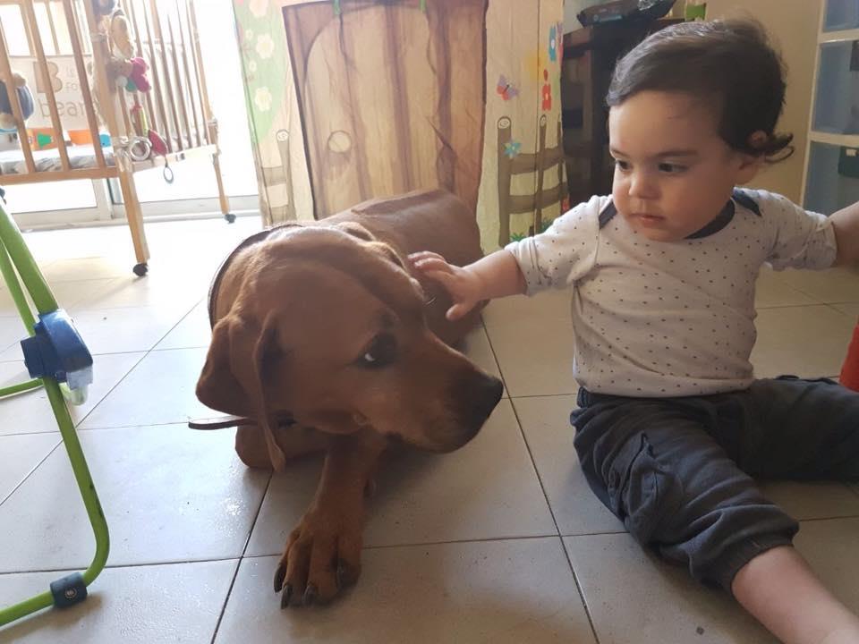 עמוס יוגב פנסיון כלבים אילוף כלבים אין כלבים רעים כלבים וילדים