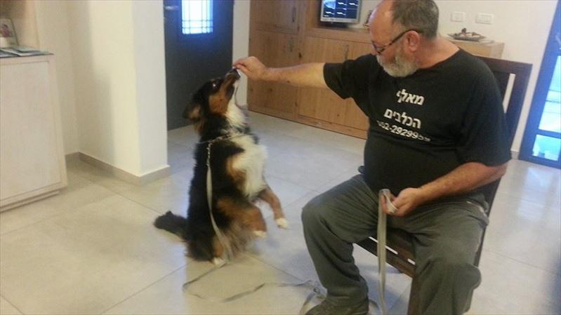אילוף הכלב פאצ'ו