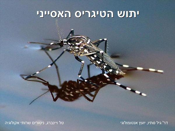 מצגת יתוש הטיגריס האסייתי