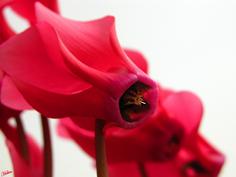 פן לאחור
