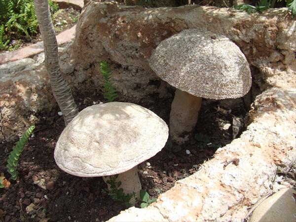 פטריות לגינה