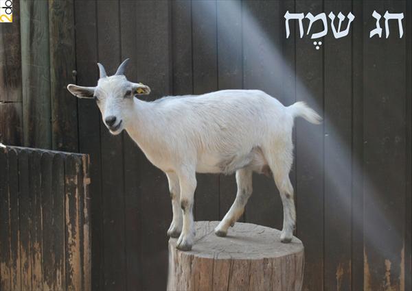 עיצוב גלויה