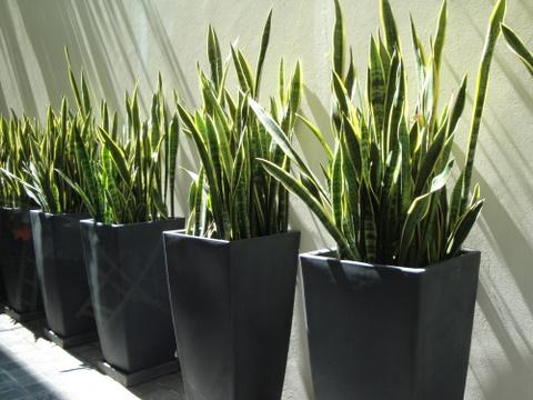 גינון במיכלים/כדים/אדניות