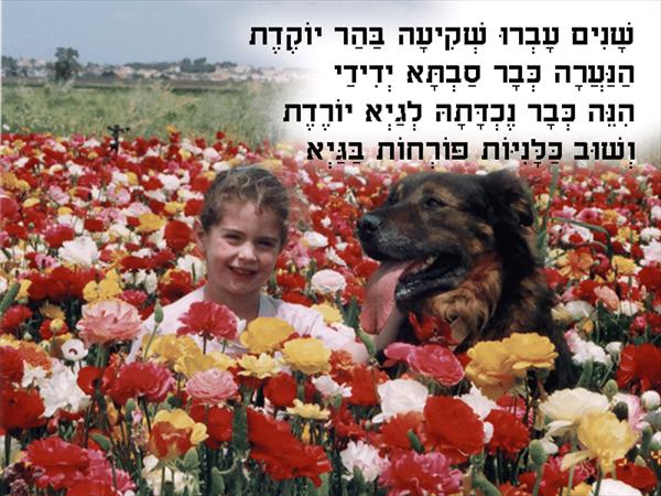חלק משיר ליום הולדת של סבתא