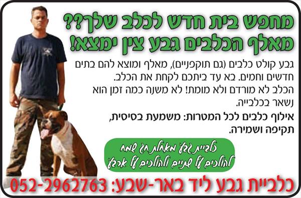 אימוץ כלבים