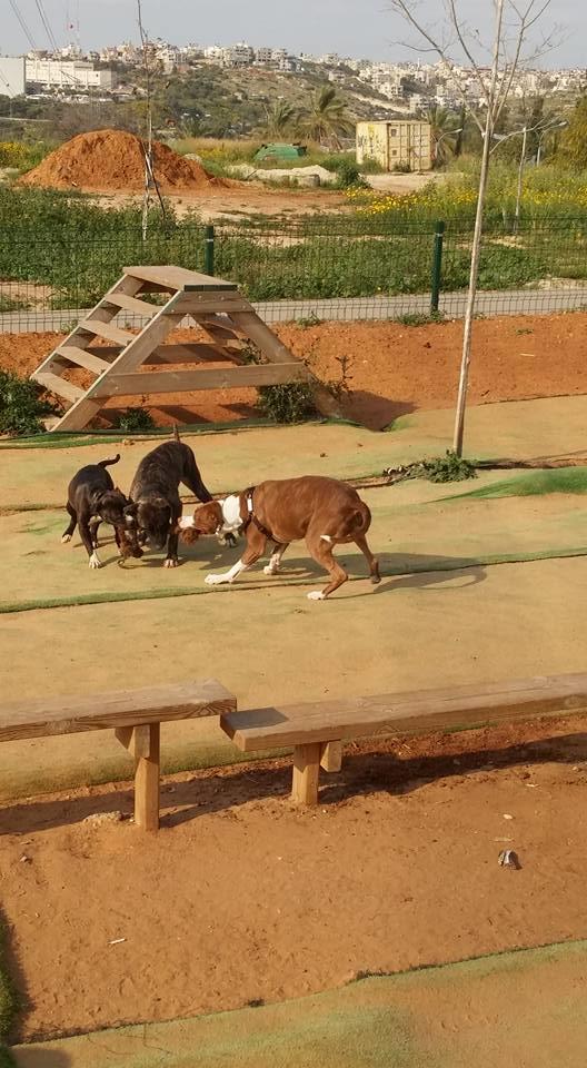 עמוס יוגב פנסיון כלבים מאלף כלבים מוסמך אכסניה ללא כלובים