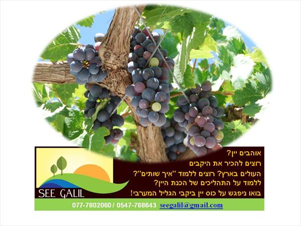 לה דולצ'ה ויטה