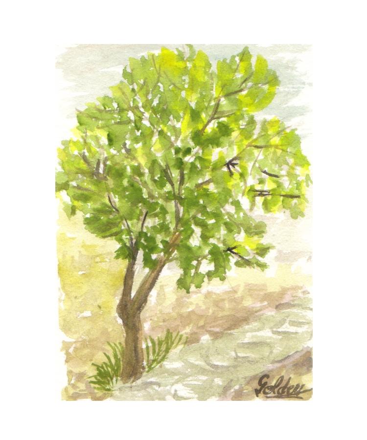 תערוכת - ציורי מים, דצמבר 2012