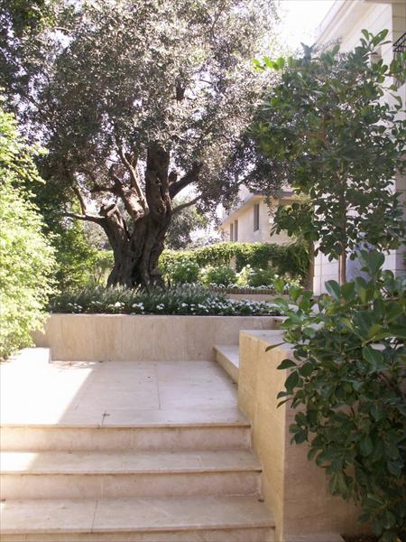 תכנון - פיתוח וצמחיה