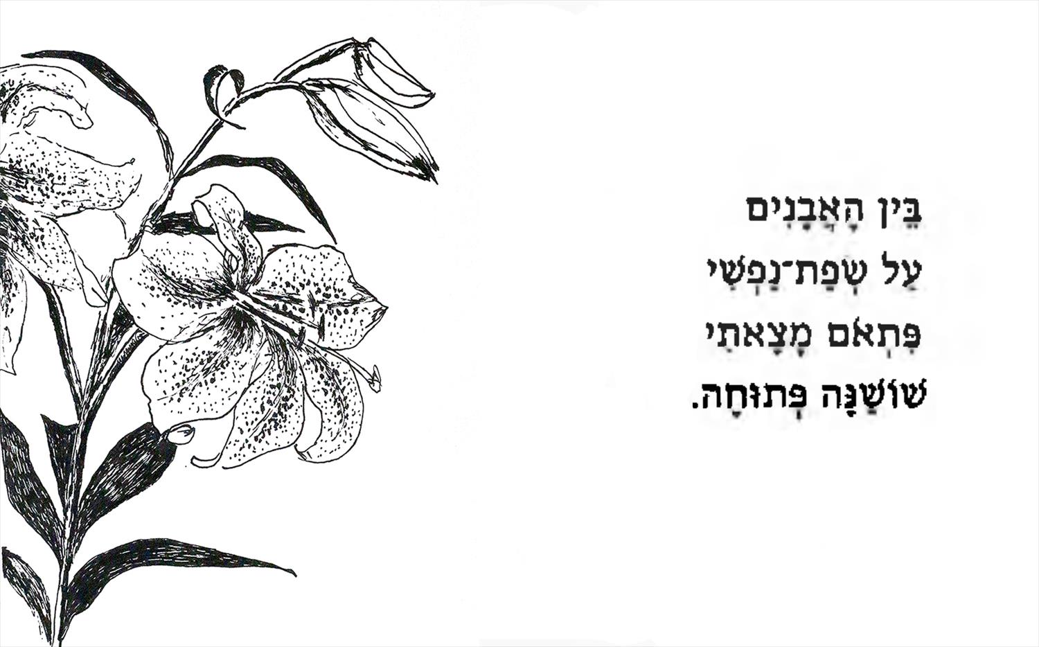 רפי פרץ סמדר שרת יוצרת מודרנית יוצרות ישראליות מודרניות ציור רישום פרח רישומי פרחים