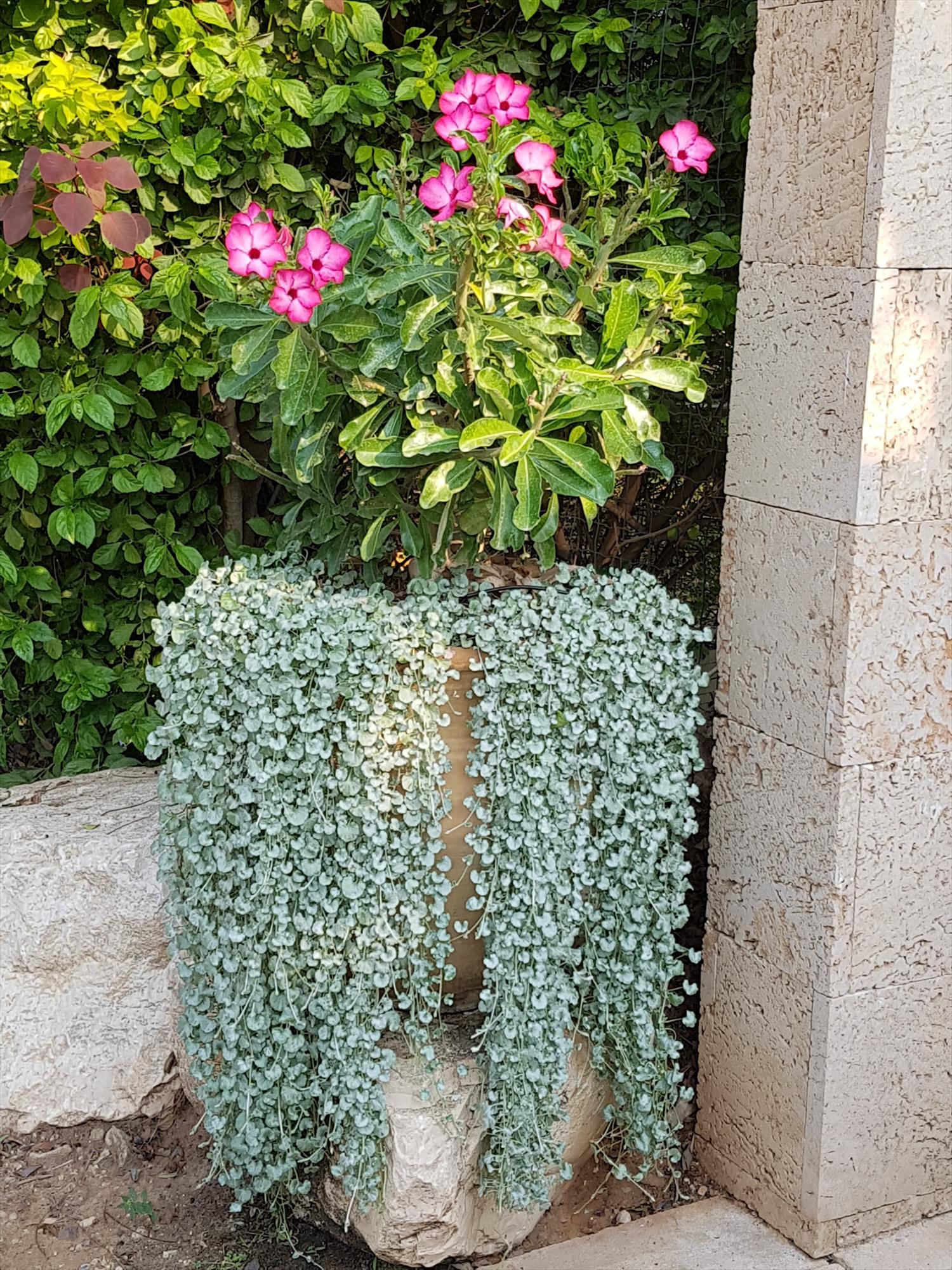 תחזוקת גינות פרטיות ומשקים