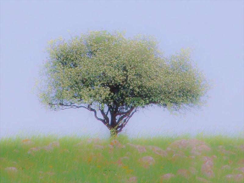 עץ בגולן