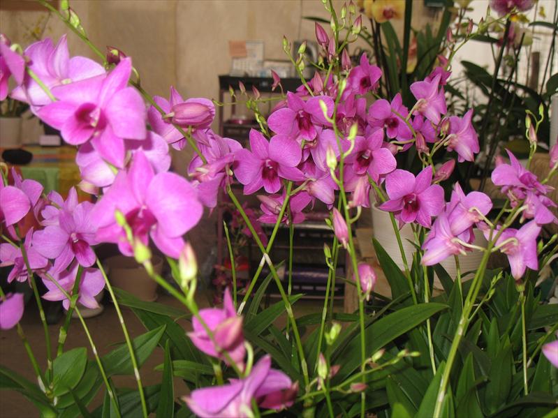 סחלב ממשפחת הדנדרוביום