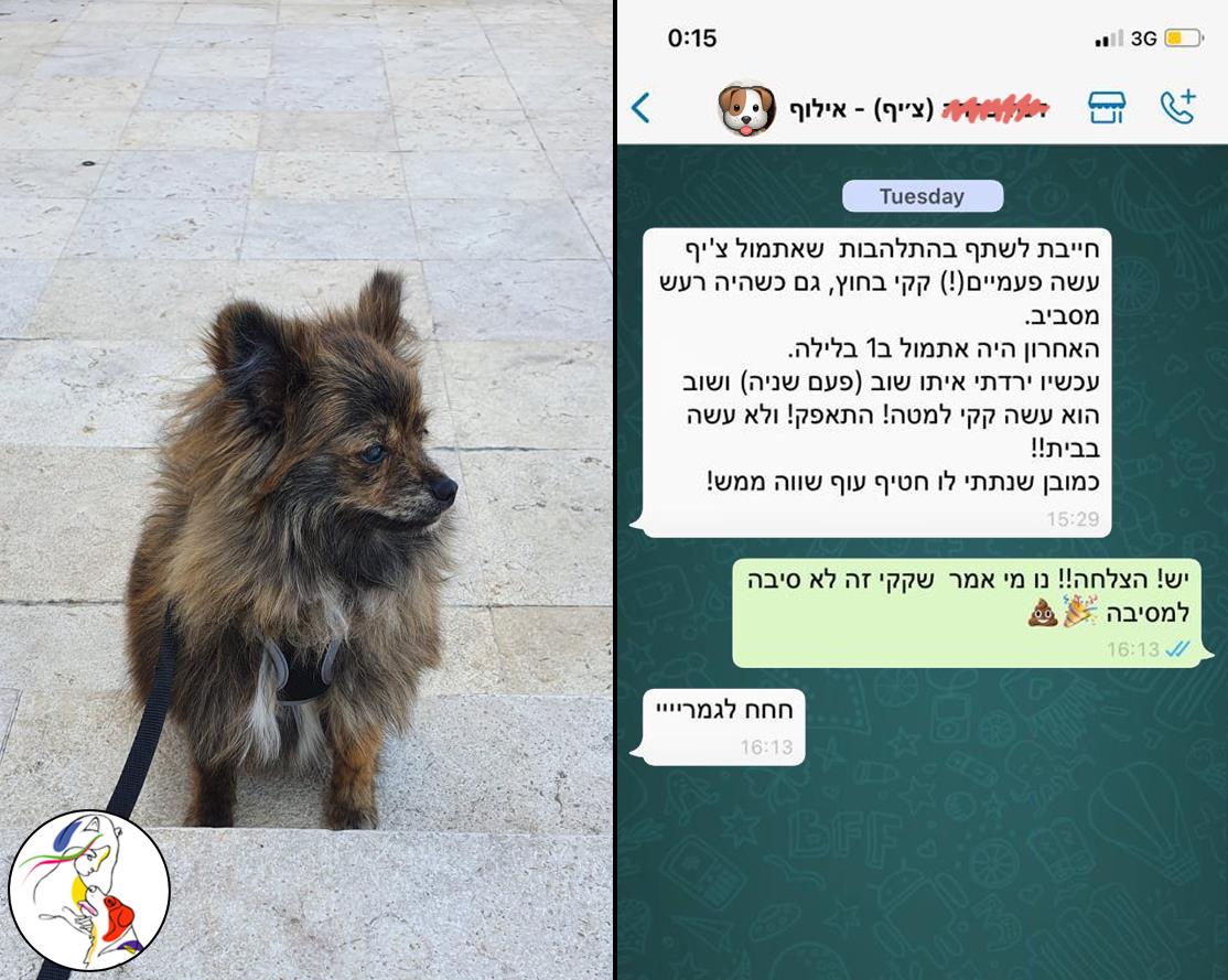 - ♡ הצלחות קטנות  - צ'יף ♡ -