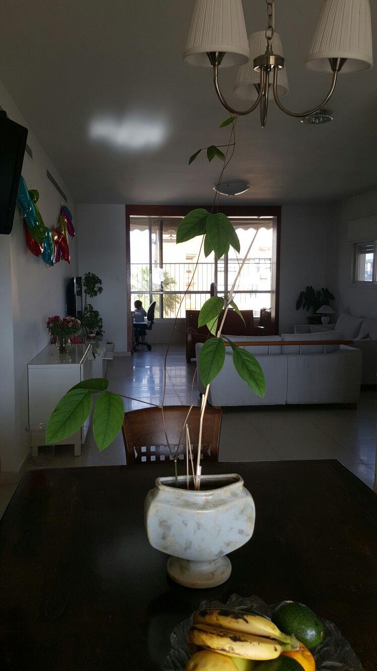 זרעי הקסם