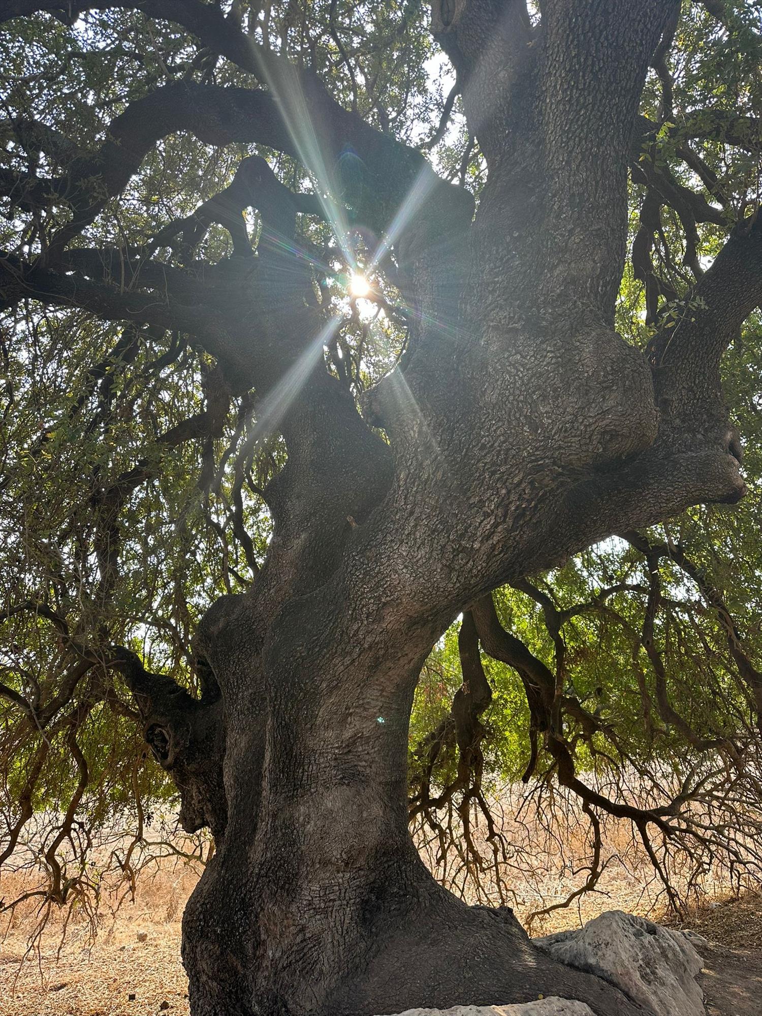 טיפול - מסע לריפוי