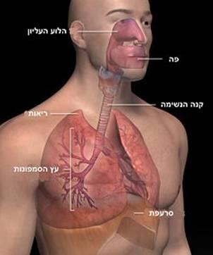 הקלה בכאבי ראש ומיגרנה