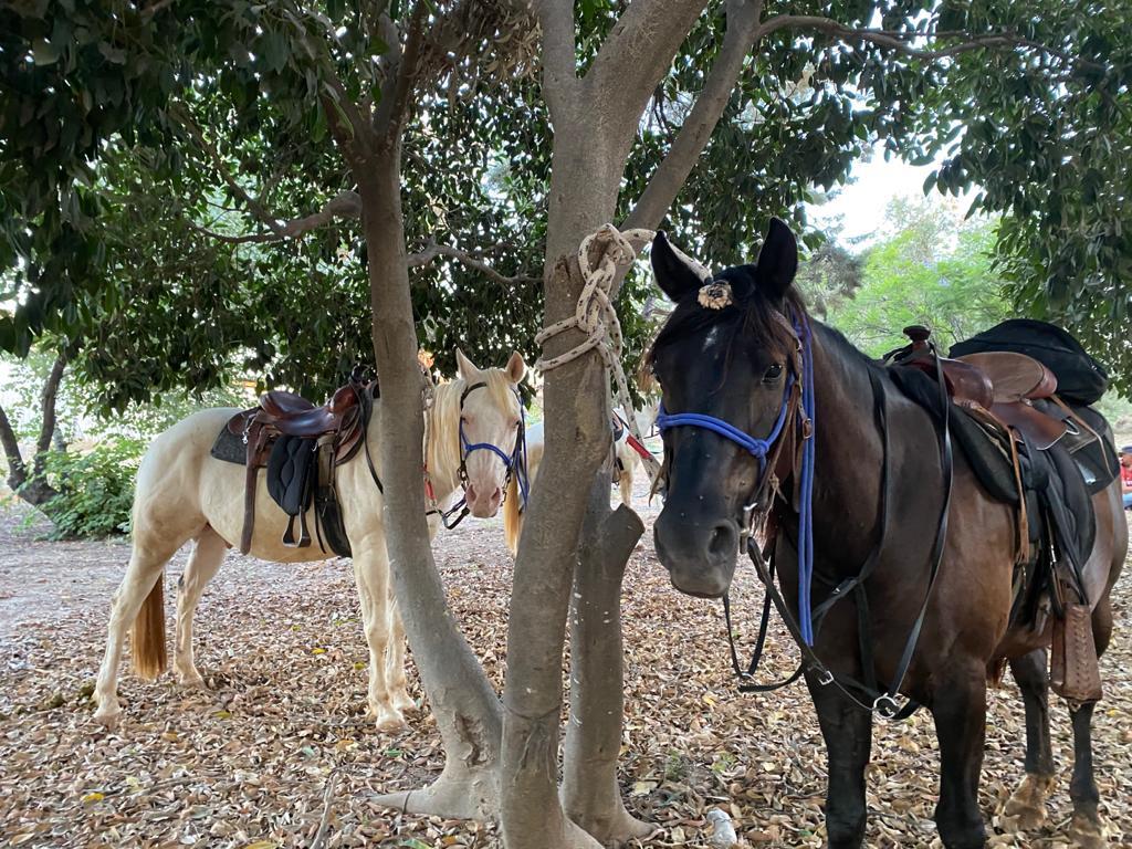 סדנאת רכיבה זוגית