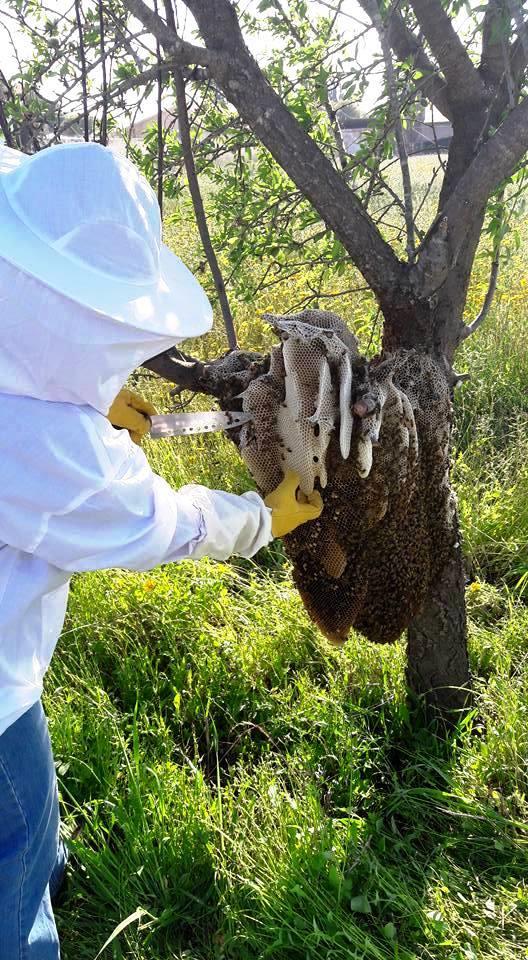נחיל דבורים פינוי באר שבע והדרום רוני דבש מציל דבורים