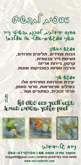 סדנה - ממפית לתכשיט