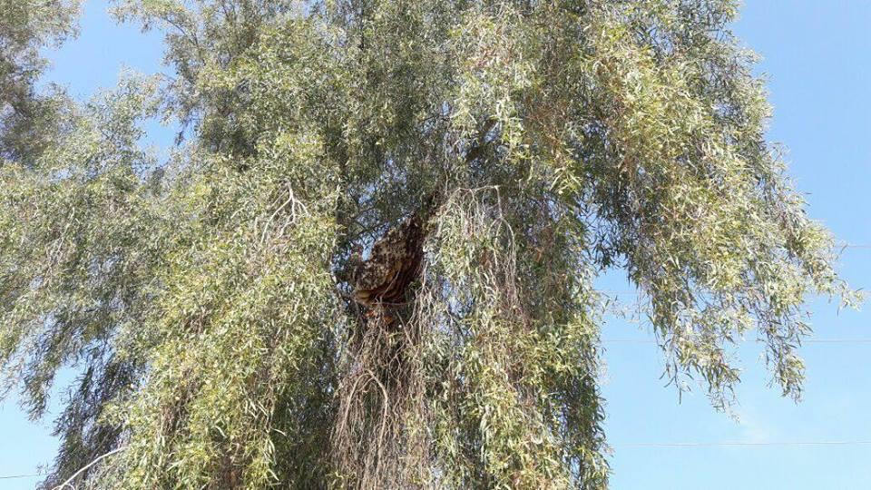 ייצור דבש דבורים איכותי ברמות הגבוהות ביותר רוני דבש באר שבע
