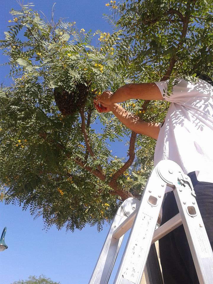 פינוי נחילי דבורים בבאר שבע והדרום רוני דבש דבוראי וכוורן