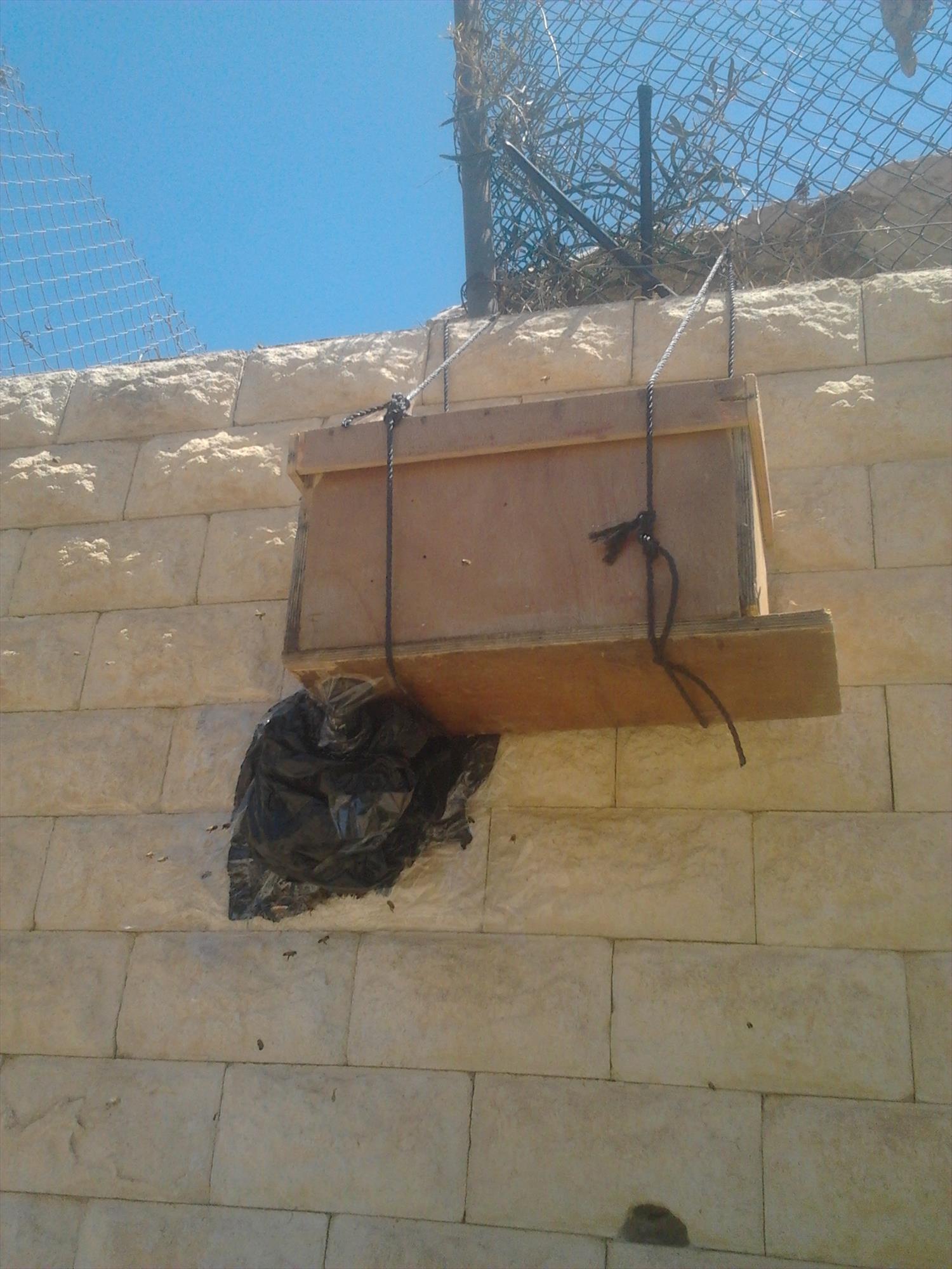 דבוראי וכוורן מפנה נחילי דבורים ומציל אותן רוני דבש באר שבע