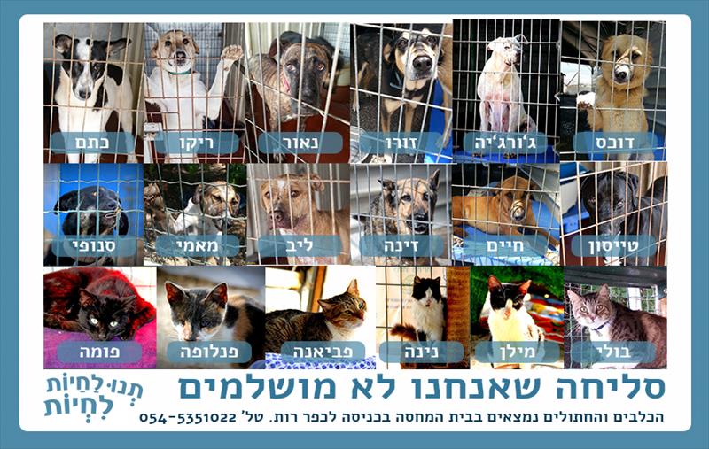 עיצוב מודעה