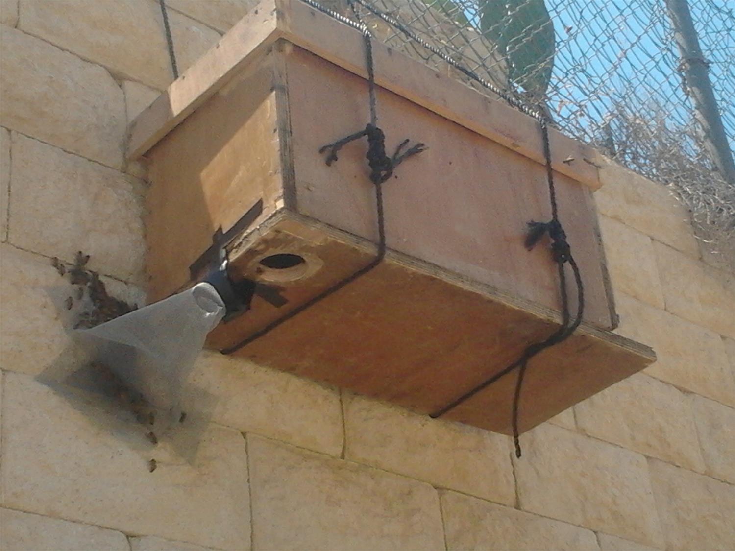פינוי נחיל דבורים שאינו דורש פתיחת קירות יפונה ללא תשלום וני דבש באר שבע