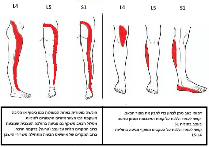 קרדיט: אלה שחר